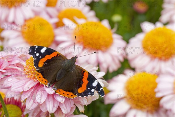 Red Admiral