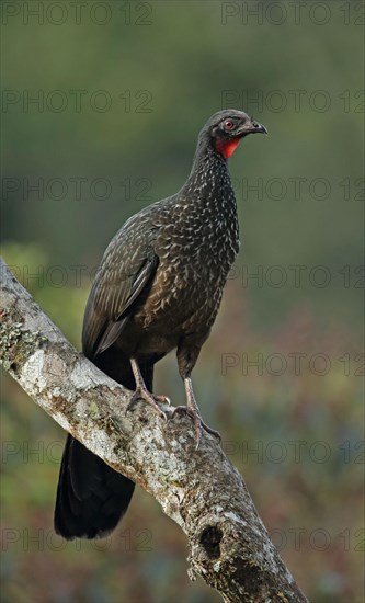 Dusky-legged Guan