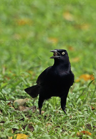 Great-tailed Grackle