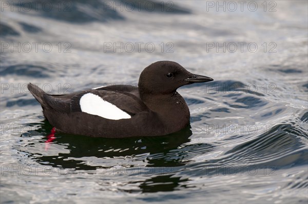 Black guillemot