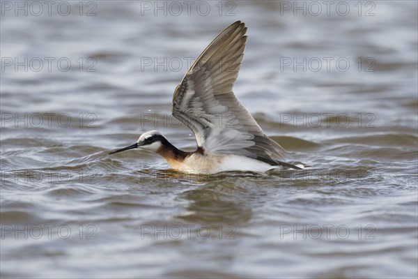 Wilson's Phalarope