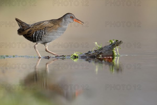 Water Rail