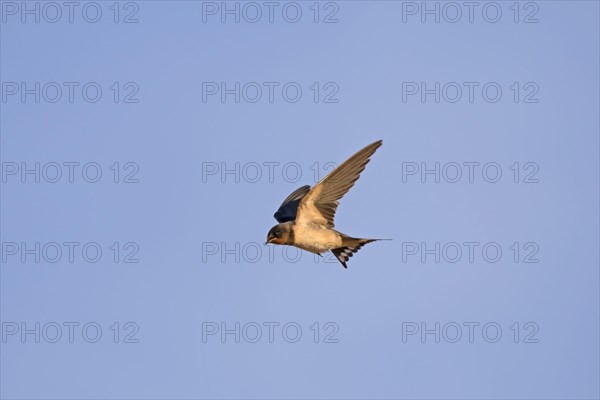 Barn Swallow