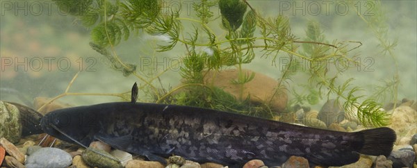 Wels Catfish