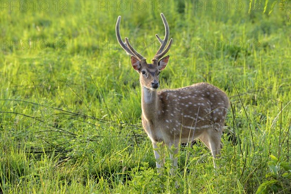 Spotted deer