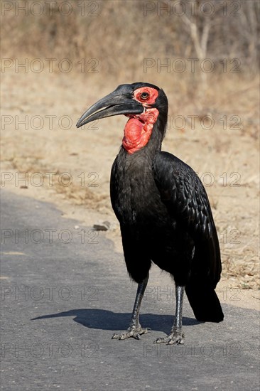 Southern Ground Hornbill