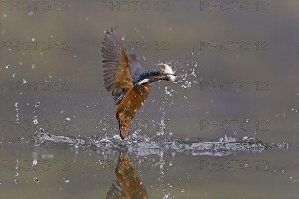 Common kingfisher