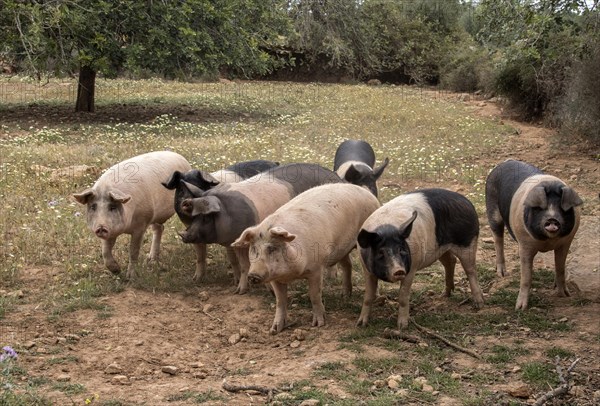 Ariany domestic pigs Majorca