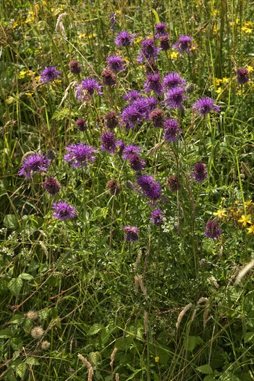 Purple flowers of the great knapweed