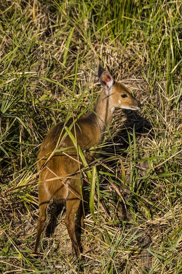 Bushbuck