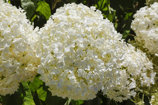 Schneeball-Hortensie