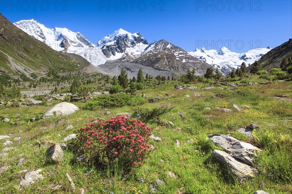 Zahleiche bluehende Alpenrosen vor dem schneebedekten Piz Roseg im Oberengadiner Val Roseg