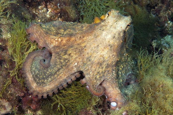 Common octopus