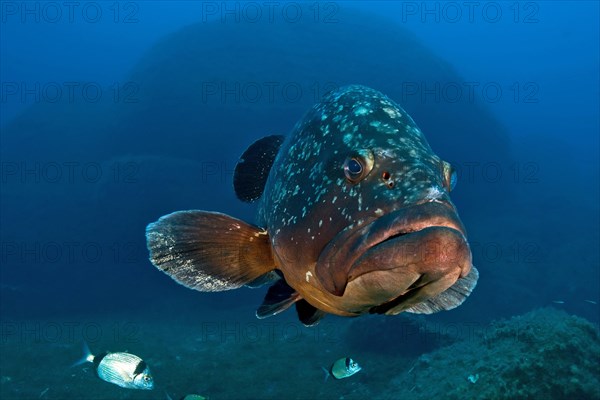 Dusky grouper