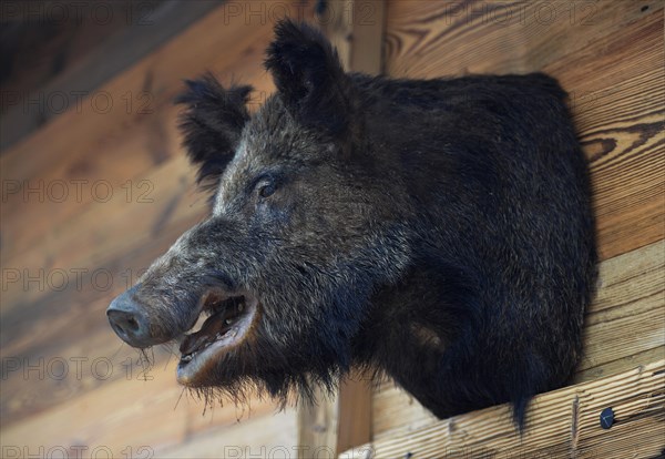 Wild boar