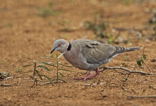 African mourning dove