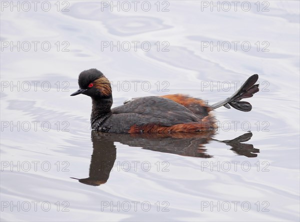 Black-necked Grebe