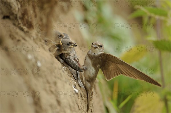 Sand Martin