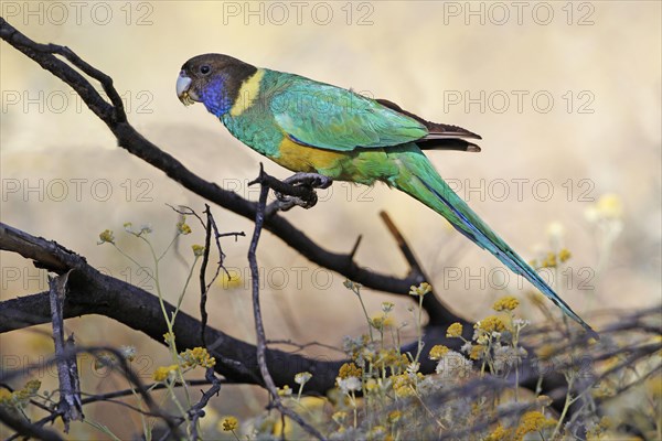 Australian ringneck