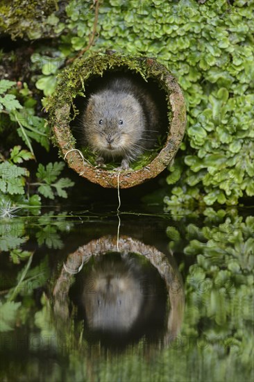 European water vole