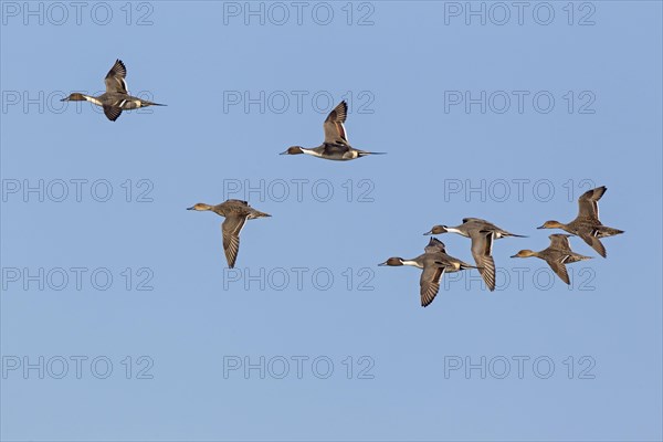 Northern pintail