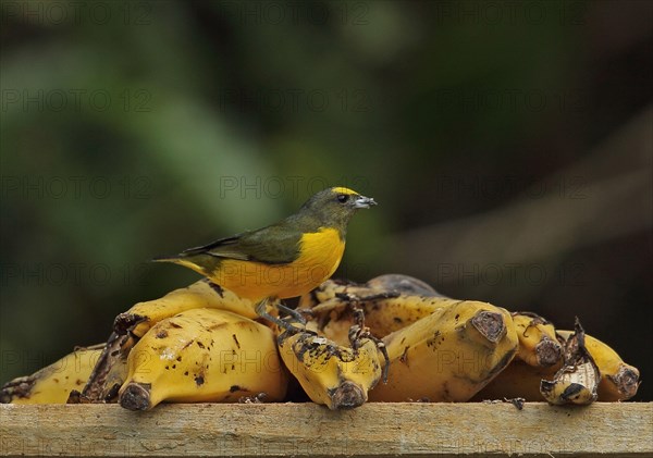 Purple Throat Euphonia