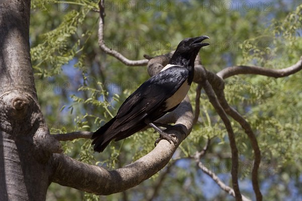 The rat crow in Berenty