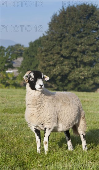 Swaledale sheep