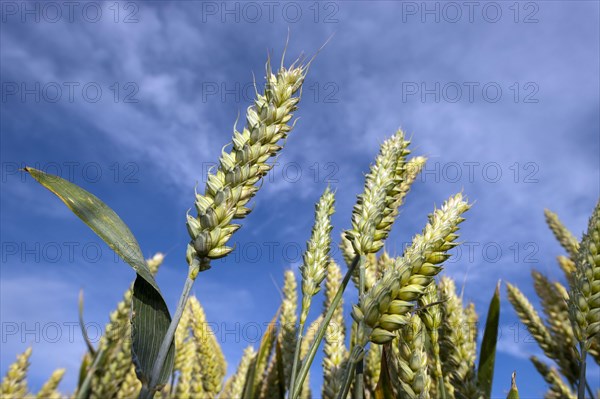 Wheat