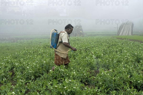 Workers spraying pesticides on vegetable crops in terraced field