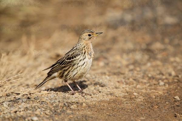 Red-throated Pipit