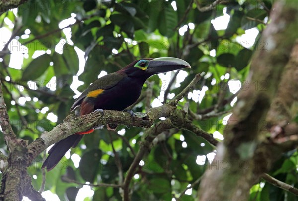 Yellow-eared Toucanet