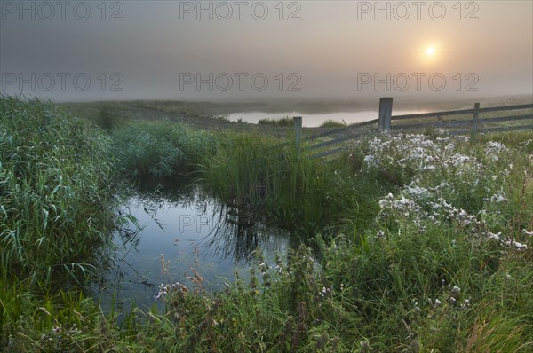 View of water filled ditch and reedbed on coastal grazing marsh habitat at sunrise