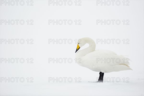 Adult whooper swan