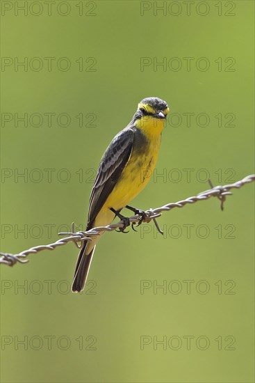 Yellow-browed tyrant