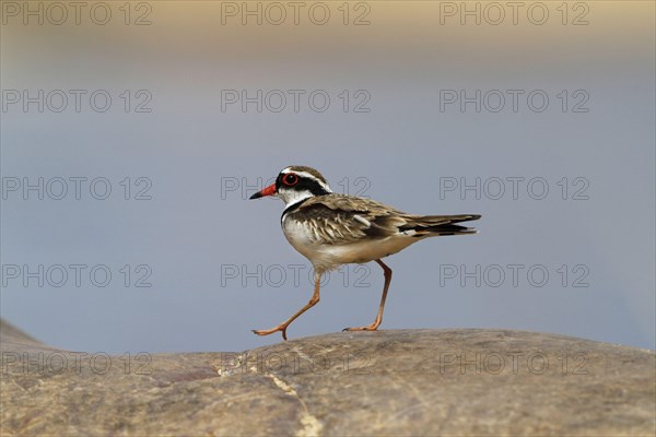 Black-fronted Dotterel