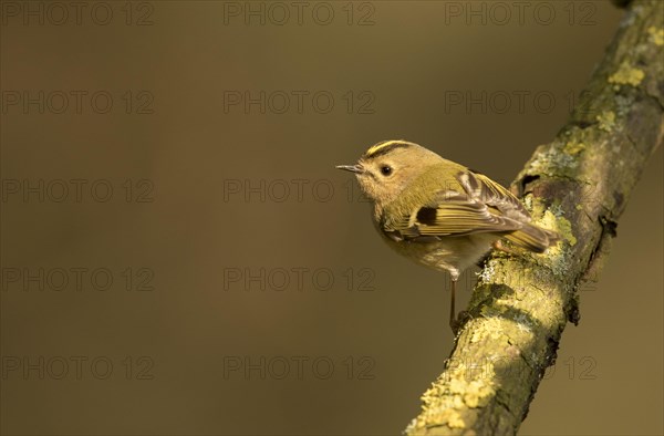 Goldcrest