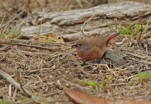 Jameson's Firefinch