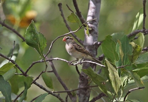 Exclamatory Paradise-whydah