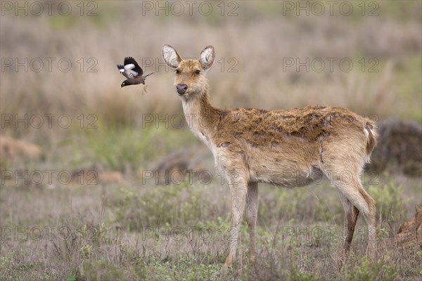 Swamp Deer