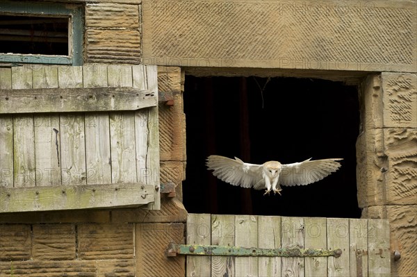 Common barn owl