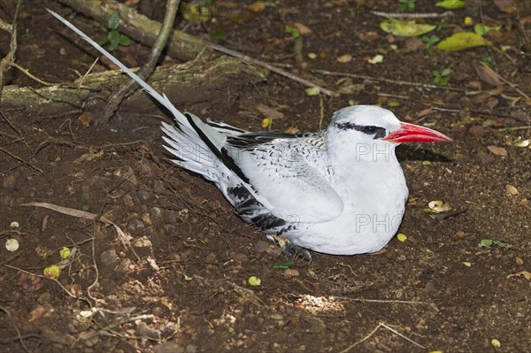 Red-billed Tropicbird