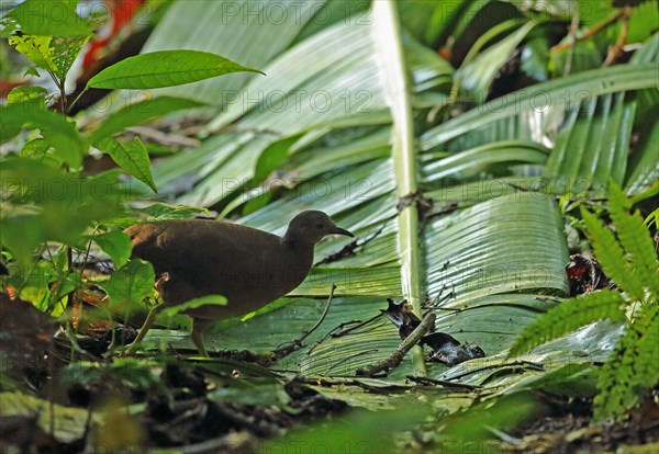 Small tinamou