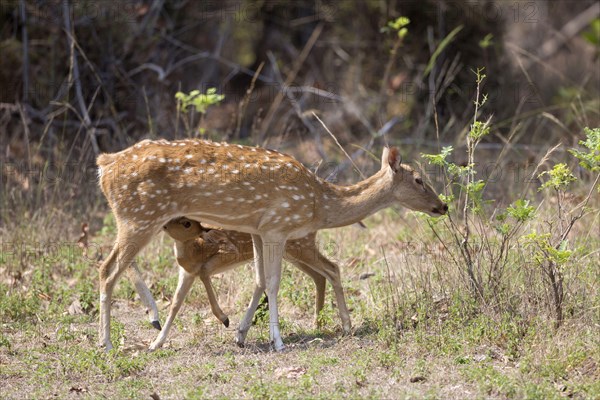 Spotted Deer