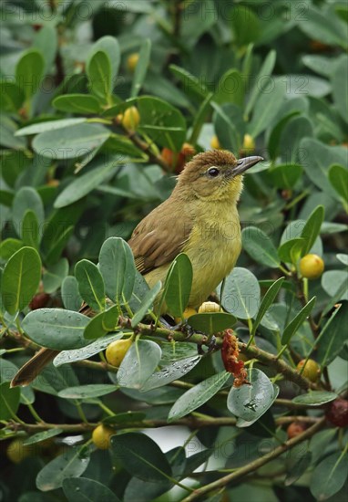 Yellow-bellied Greenbul