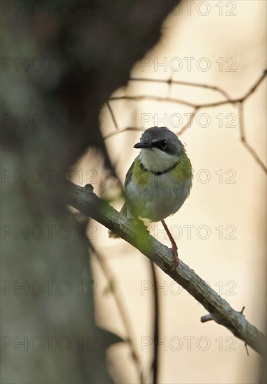 Rudd's Apalis