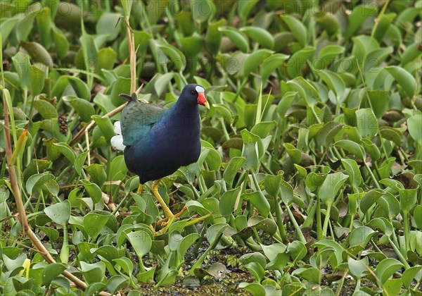 Purple Gallinule