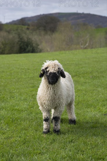 Valais Blacknose Sheep