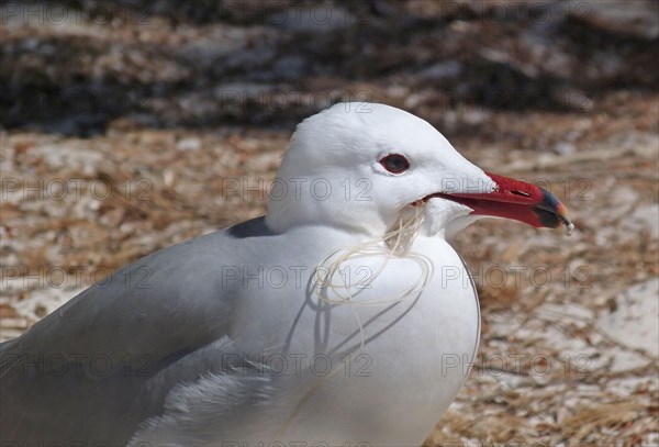 Audouin's Gull