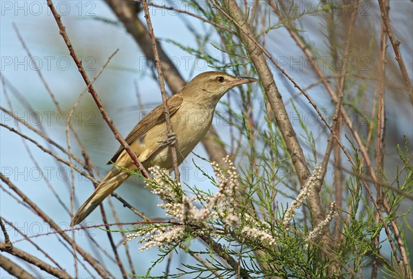 Oriental reed warbler